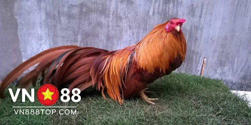 Một số hình ảnh gà tre đẹp nhất