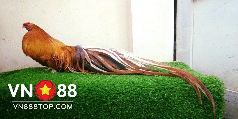 Hình ảnh gà tre đẹp nhất được nhiều người tìm kiếm