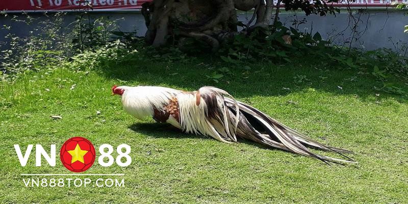 Hình ảnh gà tre đẹp nhất là niềm ao ước của nhiều sư kê