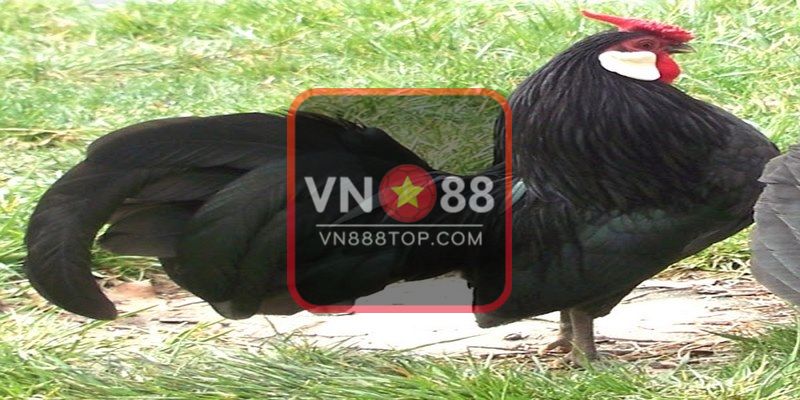 TOP 3 địa chỉ bán gà tre Nhật uy tín, có thể tham khảo