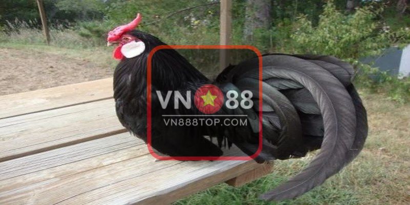 Thông tin thú vị về gà tre Nhật cũng như địa chỉ bán gà tre Nhật uy tín anh em có thể tham khảo