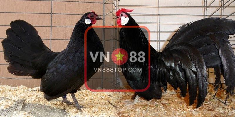 Giới thiệu đôi chút về gà tre Nhật