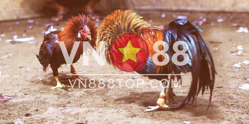 Hướng Dẫn Cách Nuôi Gà Nòi Đá Cựa Sắt Chuẩn Nhất 