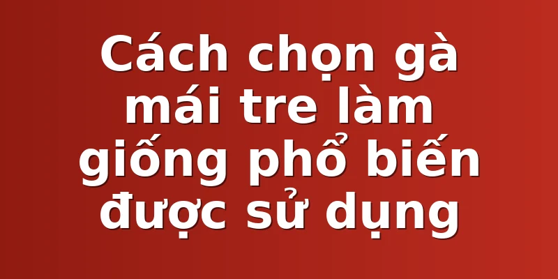 Cách chọn gà mái tre làm giống phổ biến được sử dụng