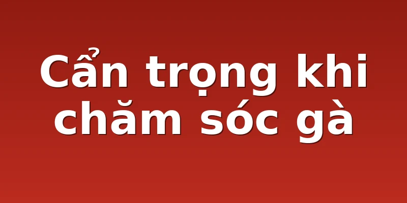 Cẩn trọng khi chăm sóc gà