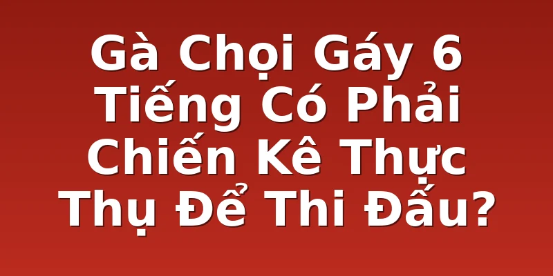 Gà Chọi Gáy 6 Tiếng Có Phải Chiến Kê Thực Thụ Để Thi Đấu?