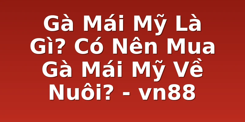 Gà Mái Mỹ Là Gì? Có Nên Mua Gà Mái Mỹ Về Nuôi? - vn88