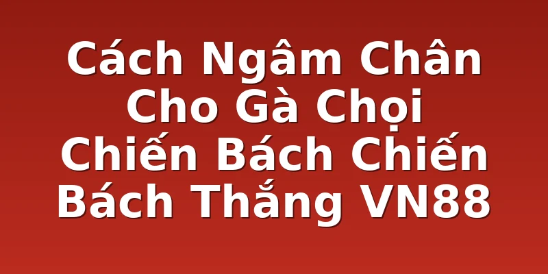 Cách Ngâm Chân Cho Gà Chọi Chiến Bách Chiến Bách Thắng VN88
