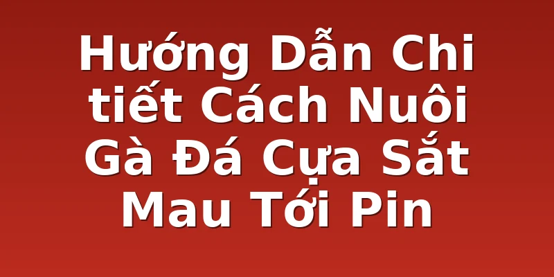 Hướng Dẫn Chi tiết Cách Nuôi Gà Đá Cựa Sắt Mau Tới Pin