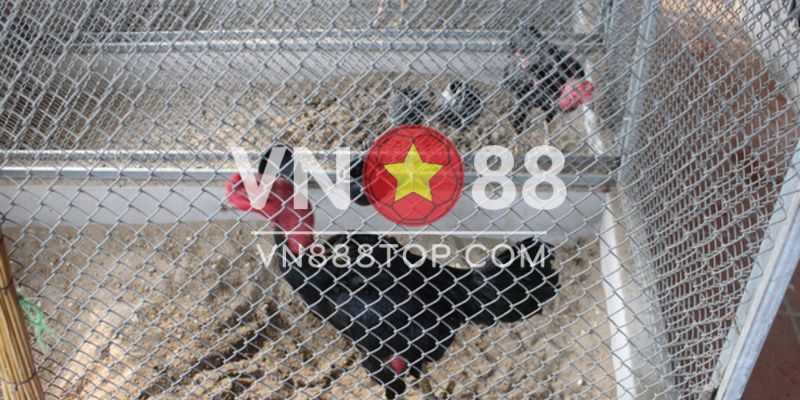 Làm chuồng vận động cho gà bằng lưới mắt cáo