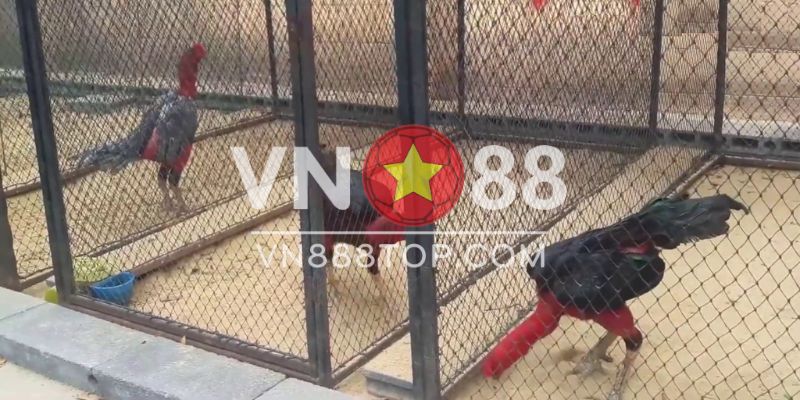 Ưu và nhược điểm của cách làm chuồng gà bằng lưới mắt cáo