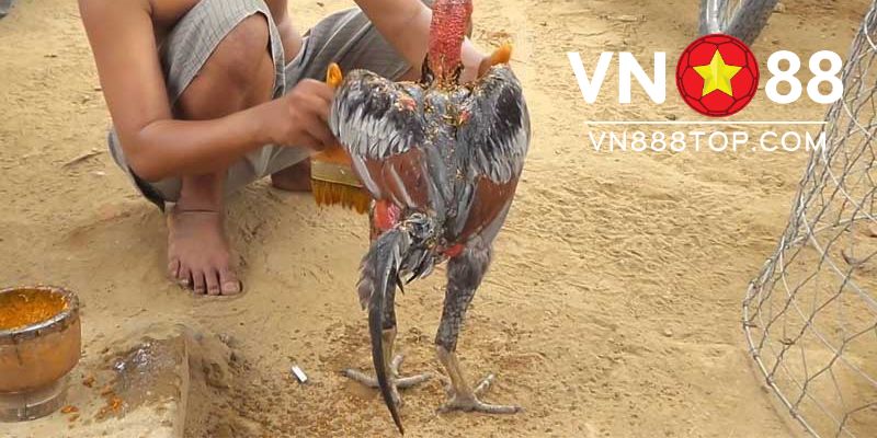 Cách ngâm chân cho gà chọi chiến – Ngâm đầy đủ