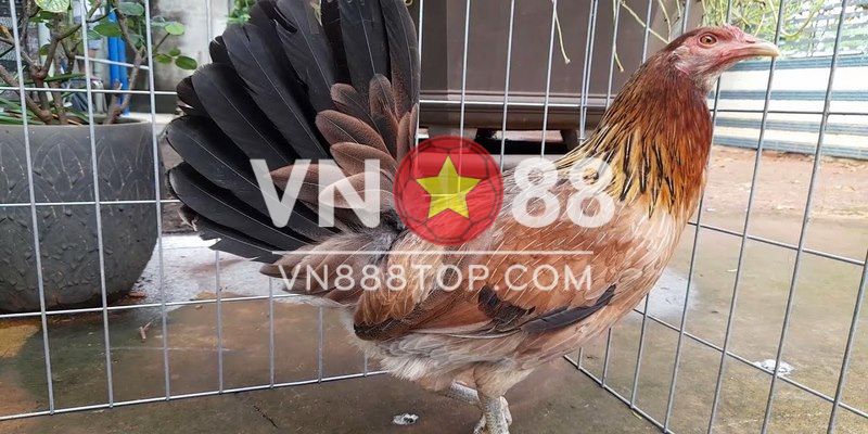 Vì sao nên lựa chọn mua gà mái Mỹ?