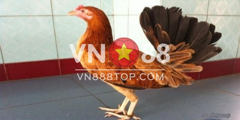 Những lưu ý khi mua gà mái Mỹ