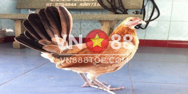 Giống Gà Mái Mỹ Là Gì? Có Nên Mua Gà Mái Mỹ Về Nuôi? 