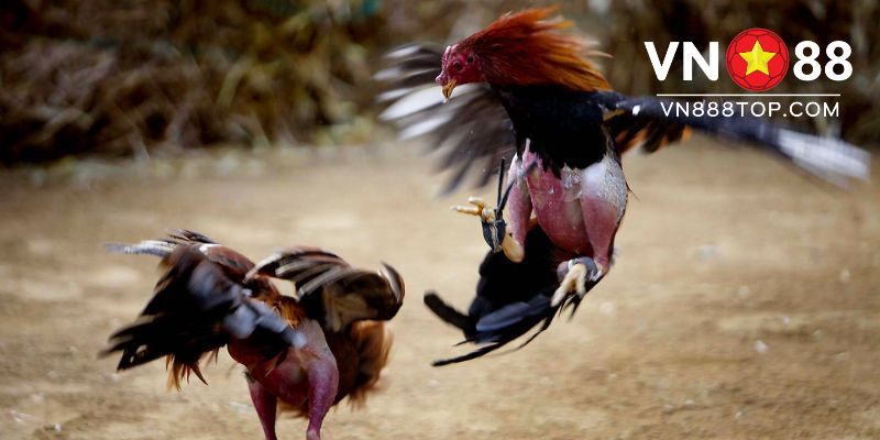 Những lưu ý khi tham gia đá gà tại VN88