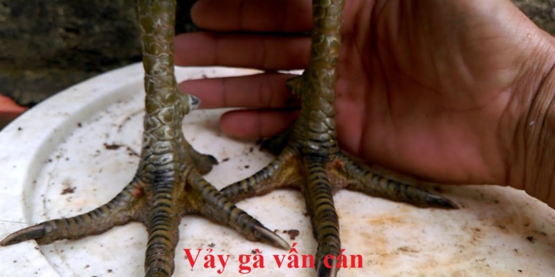 Vảy Vấn Cán – Vảy gà tốt