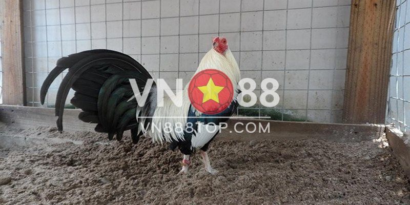 Cách nhận biết các loại thuốc đá gà cựa sắt chất lượng
