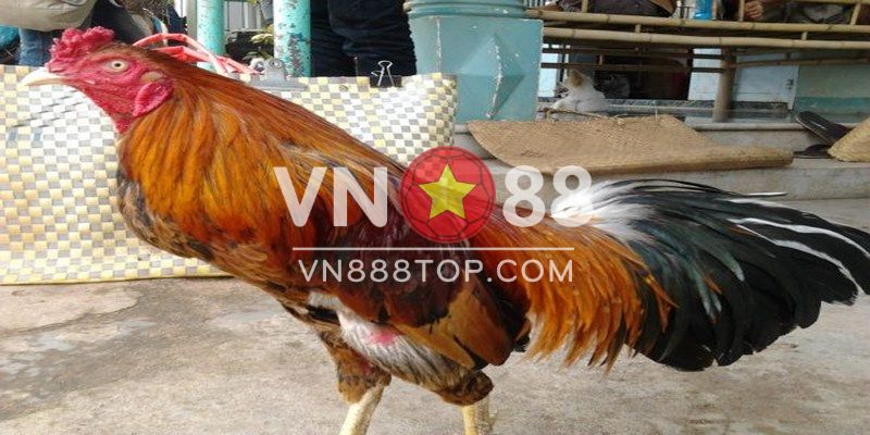 Cách nhận biết các loại thuốc đá gà cựa sắt chất lượng