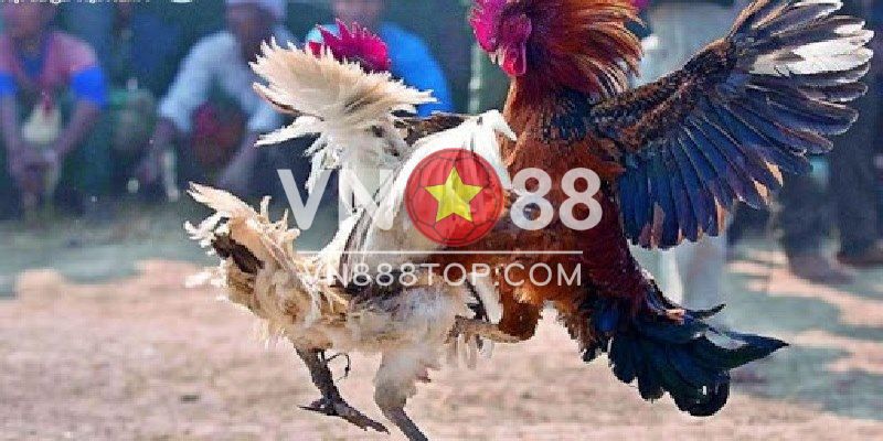 Thuốc Gà Đá Cựa Sắt Và Những Vấn Đề Mà Sư Kê Cần Biết