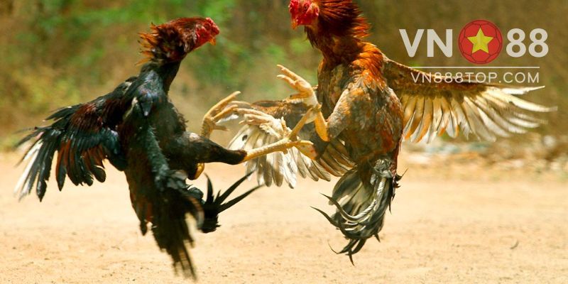 Trận gà 24 tỷ có thực sự diễn ra như lời đồn? 