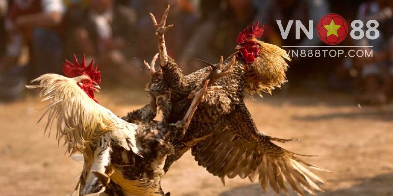 Thông tin về đấu trường Thomo tại nhà cái VN88