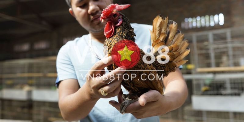 Vảy gà hiếm – Vảy Lạc Ma Hàm Cốc
