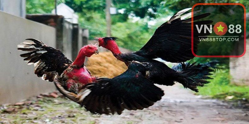Xem gà nòi qua vảy chân