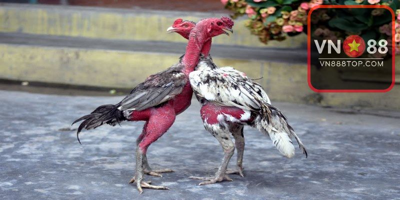 Xem gà nòi qua thân, ngực